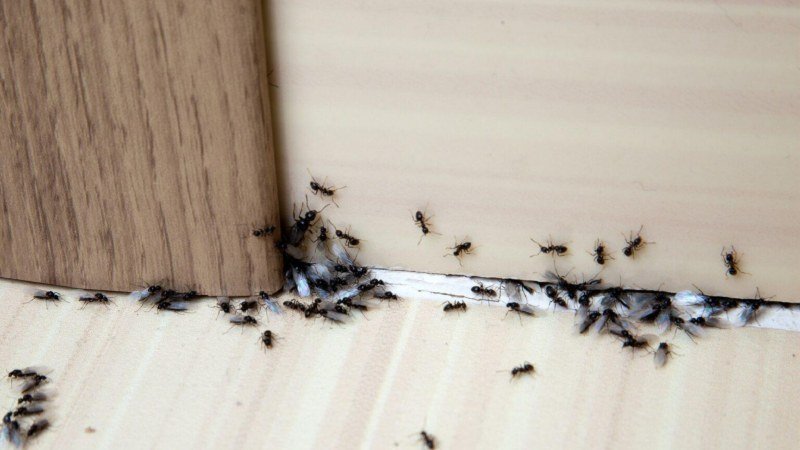 Why Clermont’s Older Homes Attract Stubborn Pests